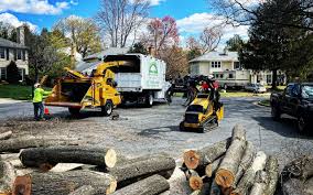 How Our Tree Care Process Works  in Tangerine, FL